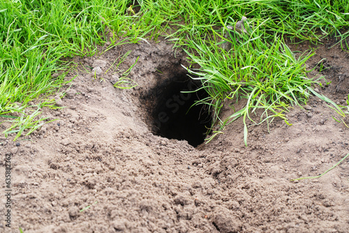 Cuadro en lienzo Freshly dug gopher hole in the ground