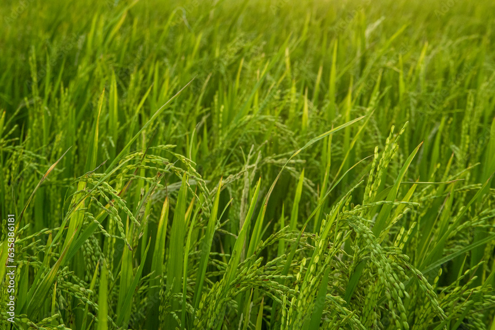 Close up of rice in the rice field, green rice background. Close up of rice in the rice field, green rice background.