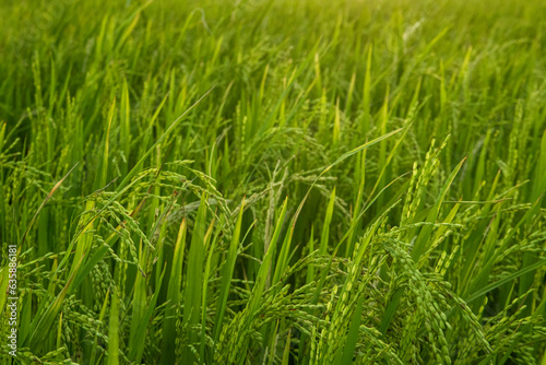 Close up of rice in the rice field, green rice background.