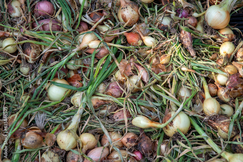 Onions in the dryer