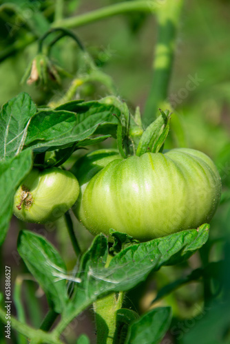 Green tomatoes in the garden