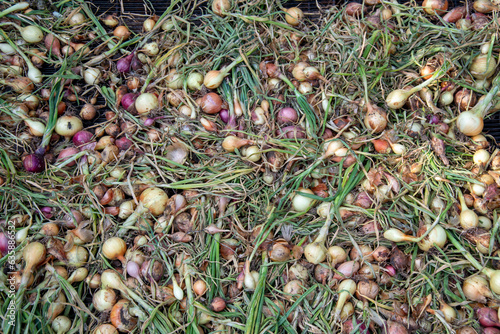 Onions in the dryer