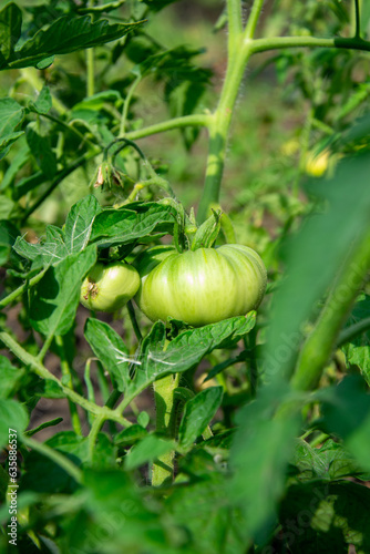 Green tomatoes in the garden