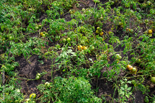 gree timatos on the ground
