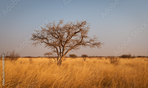 Dry savanna landscape with trees and thicket at sunset  Central Kalahari Game Reserve  Botswana