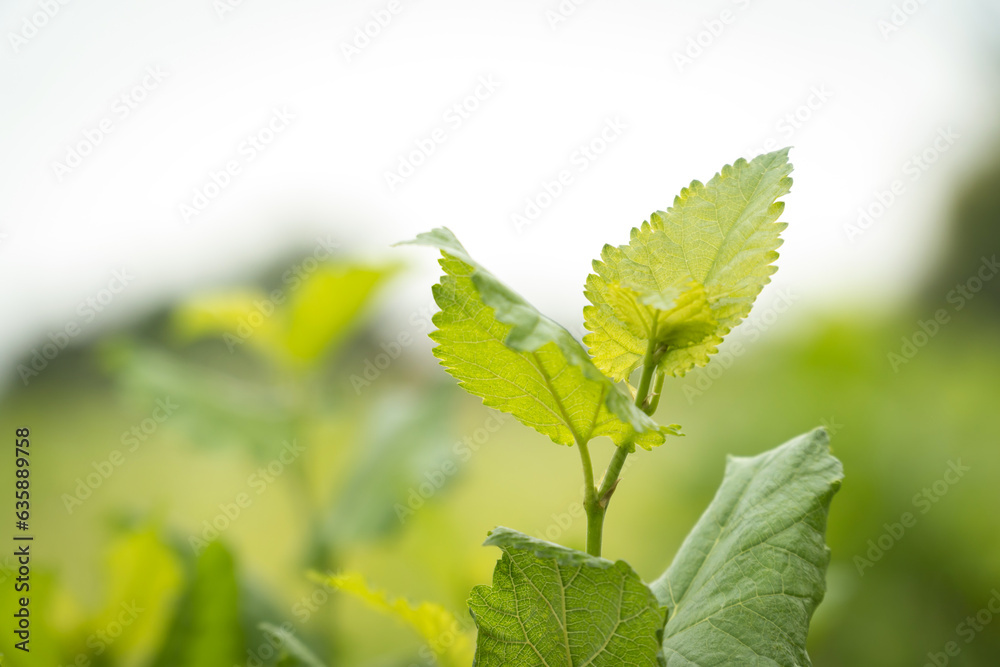 Mulberry Tree Leaves with copy space Mulberry Tree Leaves with copy space