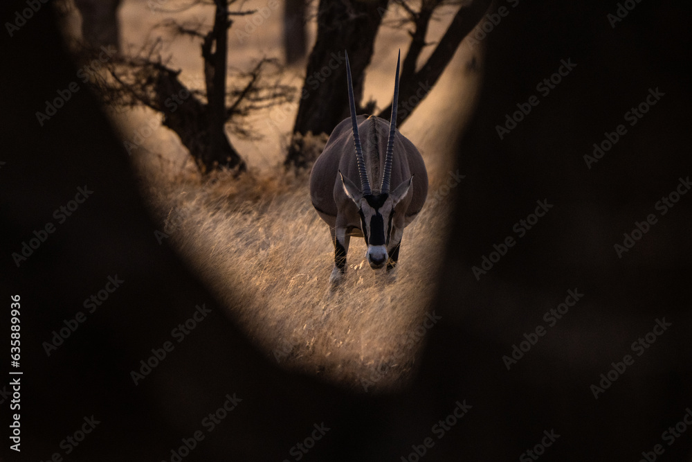 Fototapeta premium Sword antelope