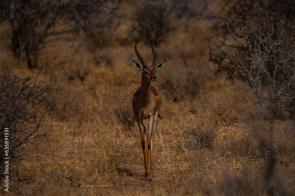 Naklejka premium Beautiful Antelope