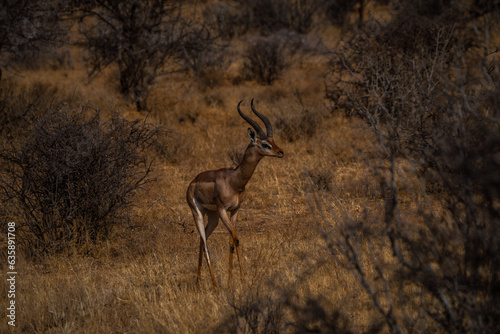 Beautiful Antelope