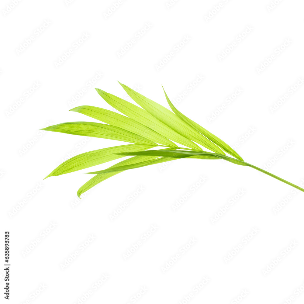 Light green palm leaf isolated on white background