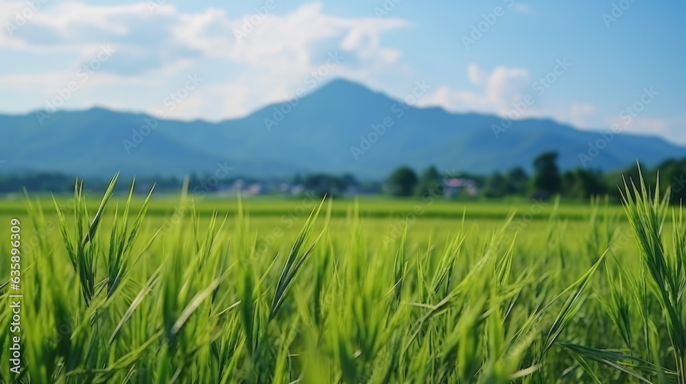 rice field view