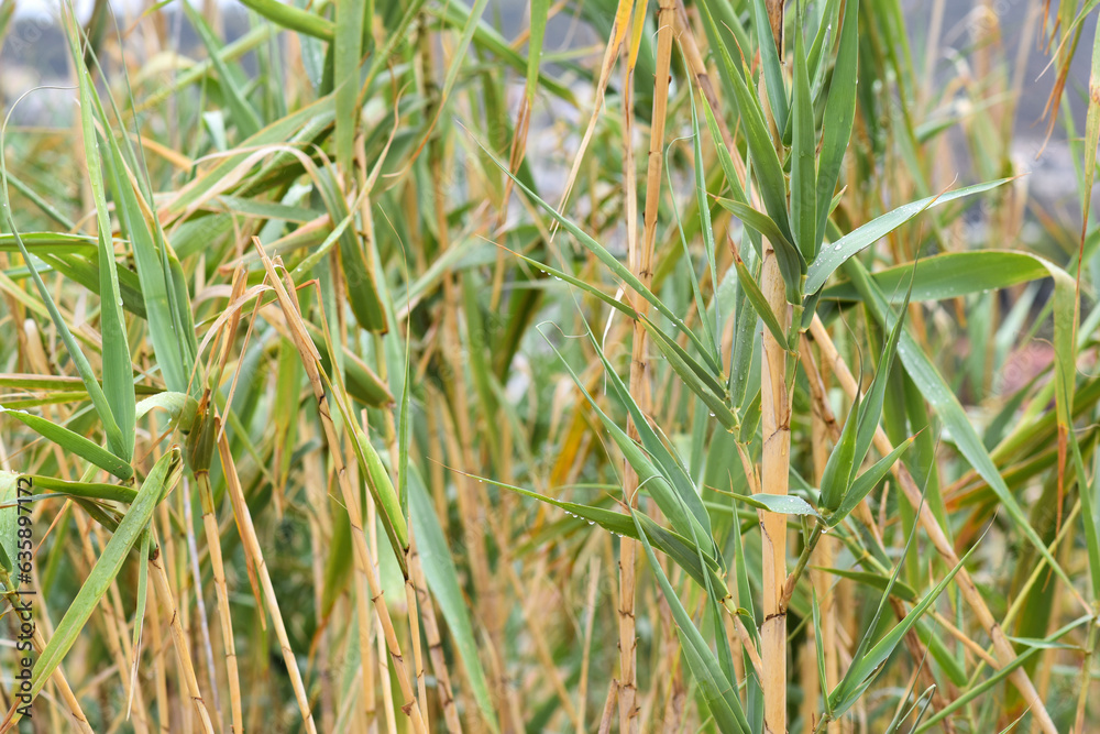 Fototapeta premium bamboo field