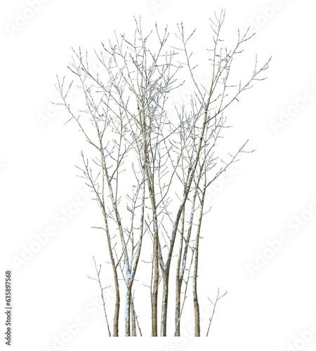 Isolated tree branches winter snow cover on transparent backgrounds 3d rendering png