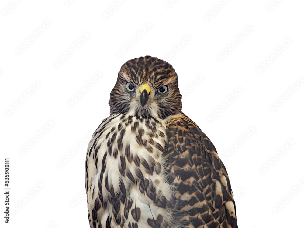 Obraz premium accipiter gentilis isolated on white background