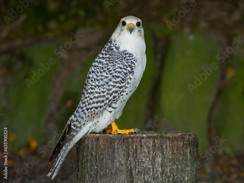 falco rusticolus sitting on a tree stump against the backdrop of a forest