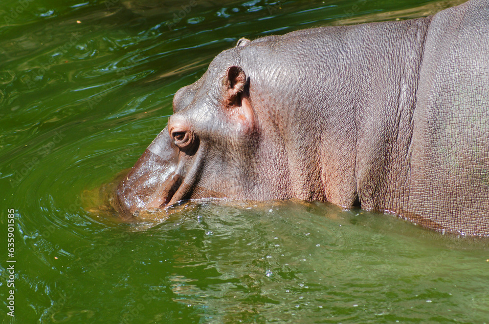 large brown hippopotamus, in a sunny environment with water large brown hippopotamus, in a sunny environment with water