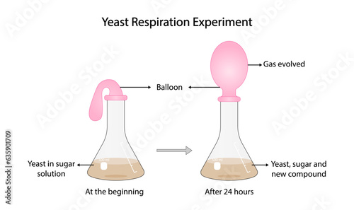 Yeast Respiration Experiment.  Yeast feeds on the sugar, producing carbon dioxide, gas slowly fills the balloon. Vector illustration.