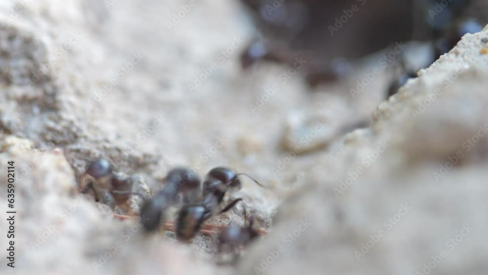 Ants come out of an underground anthill. Slow motion recording.