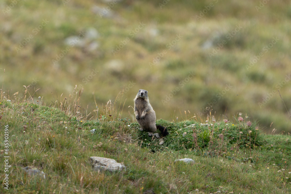 Obraz premium Murmeltier in den Schweizer Alpen