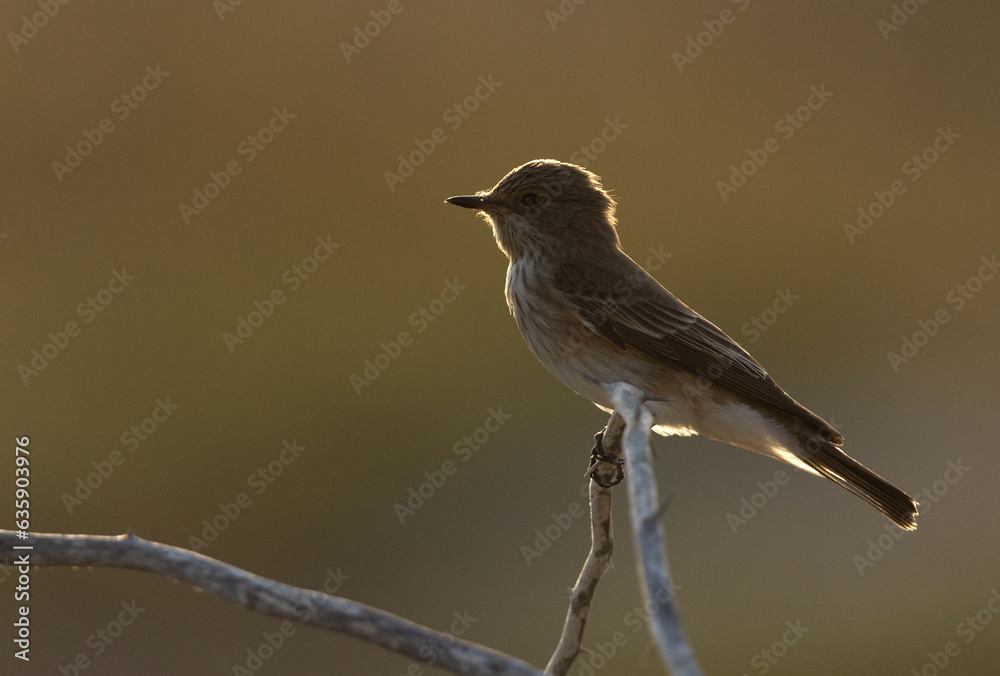 Backlit portrait of Spotted Flycatcher perched on a twig, Bahrain Backlit portrait of Spotted Flycatcher perched on a twig, Bahrain