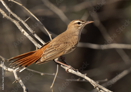 Rufous-tailed Scrub Robin perched on acacia tree Hamala, Bahrain photo