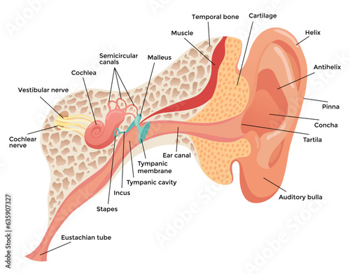 Human ear anatomy, structure anatomical diagram. Outer, middle and inner ear section concept. Eardrum, cochlea, eustachian tube and vestibular apparatus. Flat vector illustration for education