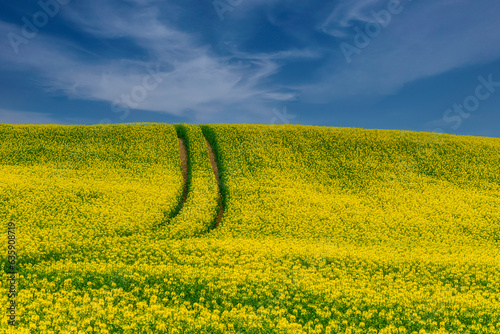 Weg im Rapsfeld