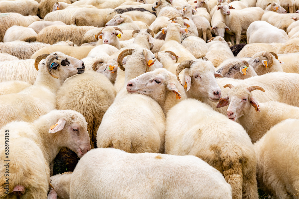 Sheep on the meadow in Jaworki near Szczawnica (Poland)