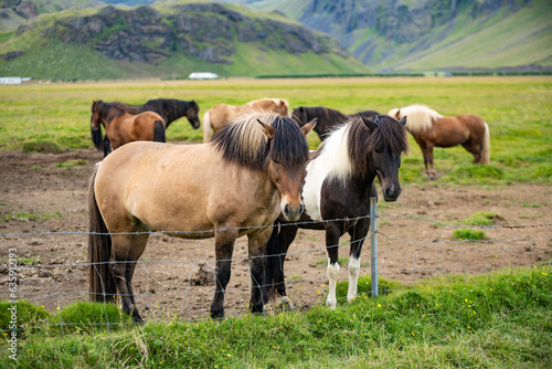 herd of horses in iceland