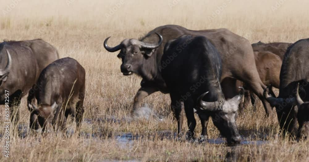 Close-up small group of Cape Buffalo with young calves drinking water in the African bush Close-up small group of Cape Buffalo with young calves drinking water in the African bush