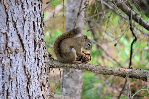 squirrel eating pine in the wildforest isolated