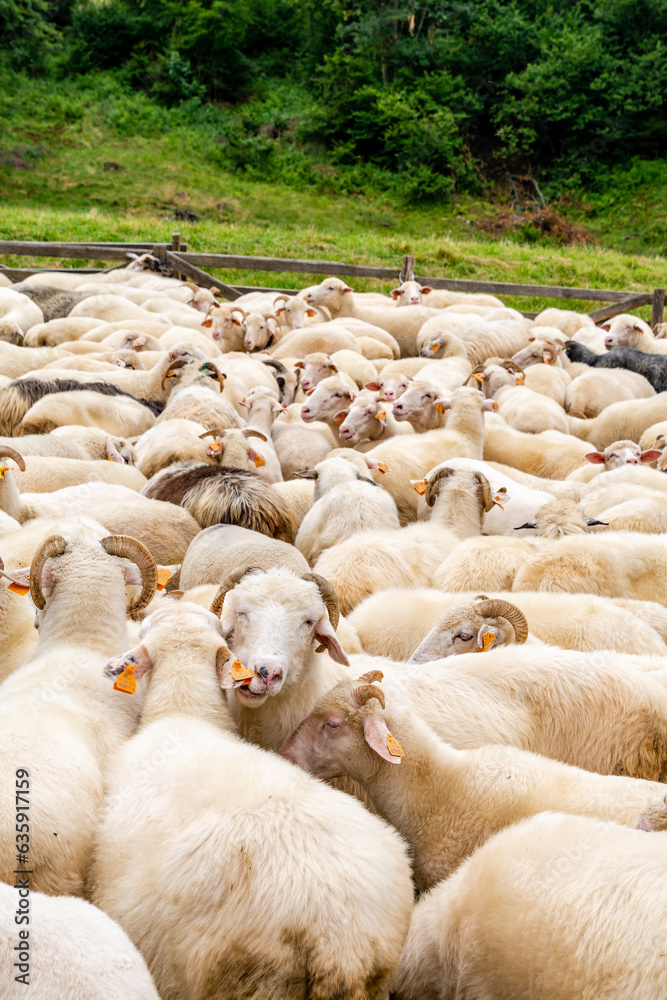 Sheep on the meadow in Jaworki near Szczawnica (Poland) Sheep on the meadow in Jaworki near Szczawnica (Poland)