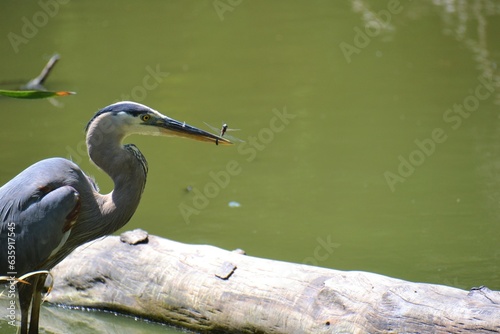 Foto great blue heron eating a dragonfly.