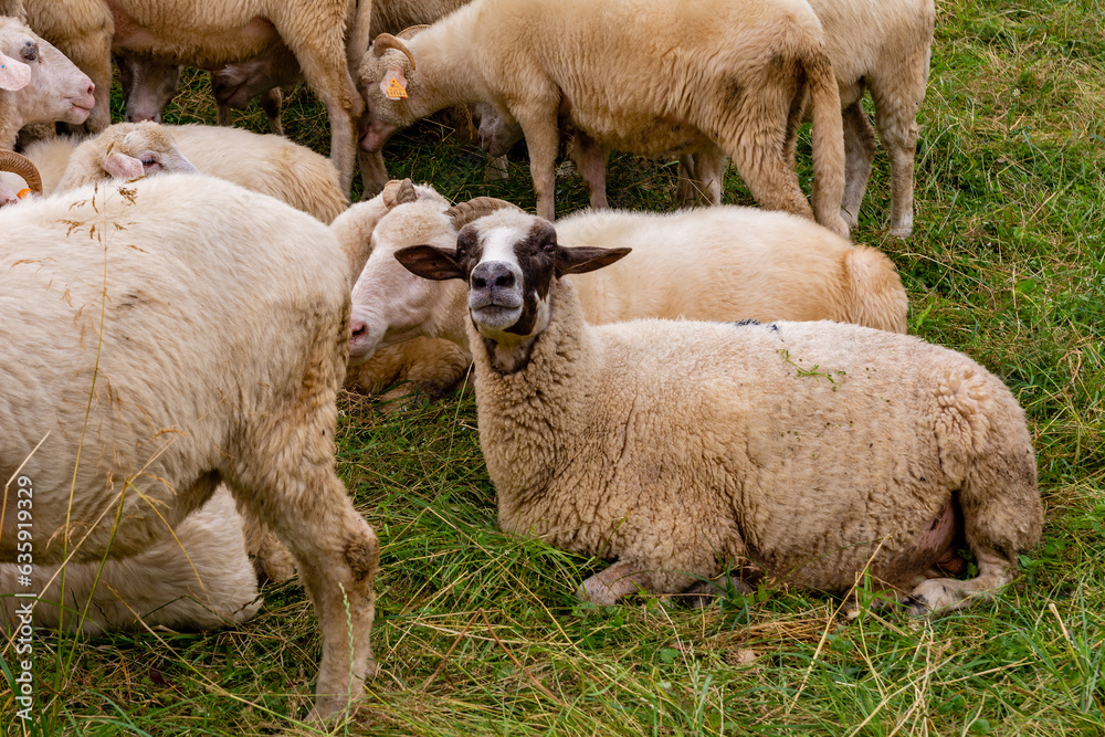 Sheep on the meadow in Jaworki near Szczawnica (Poland)