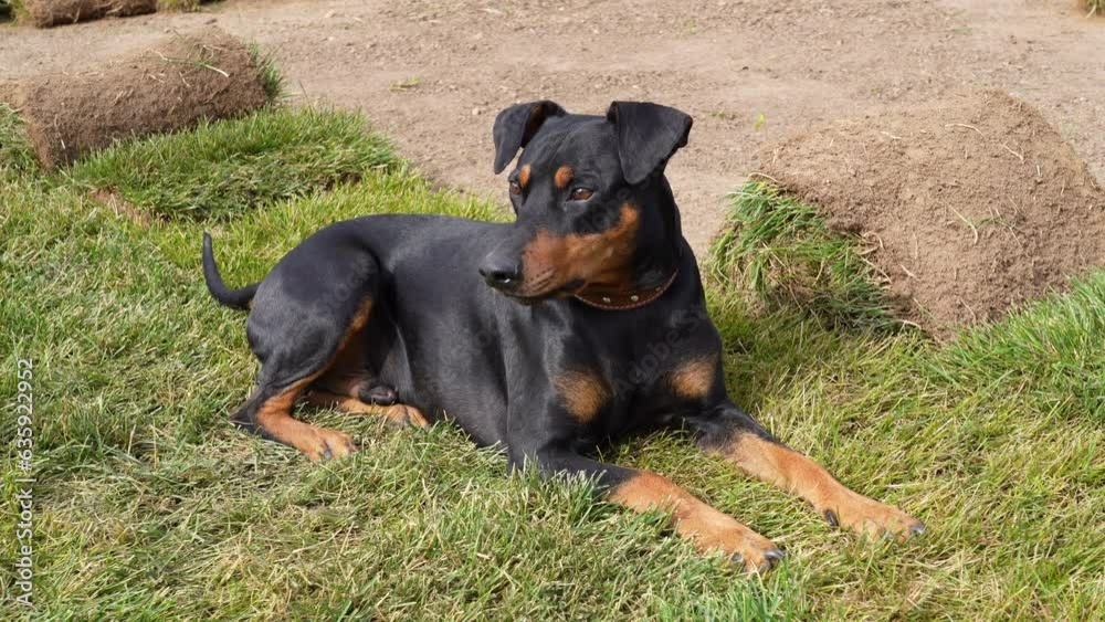 German pinscher dog is lying on green grass near ground prepared for laying lawn next to the turf rolls in the backyard of the cottage German pinscher dog is lying on green grass near ground prepared for laying lawn next to the turf rolls in the backyard of the cottage