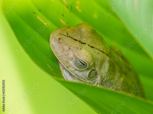 An adult Rosenberg's gladiator treefrog (Hypsiboas rosenbergi) in a leaf during the day, Rio Seco, Costa Rica, Central America photo