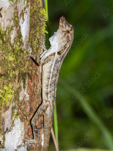An adult border anole (Anolis limifrons) shedding its skin in a tree at Playa Blanca, Costa Rica, Central America photo