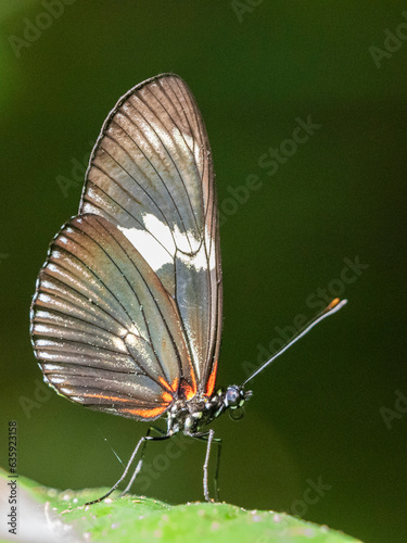 An adult doris longwing butterfly (Heliconius doris) perched in a tree at Playa Blanca, Costa Rica, Central America photo