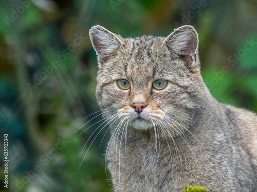 Wallpaper Mural An adult captive European wildcat (Felis silvestris), at the Wildcat Village HALtscheroda, Thuringia, Germany Torontodigital.ca