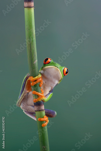 Red -eyed tree frog hanging on bamboo tree