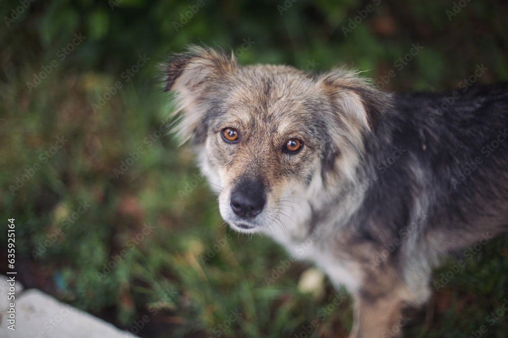 Homeless abandoned stray dog ​​with very sad smart eyes. A young Homeless abandoned stray dog. Dog abandoned on the street, animal abuse, loneliness.
