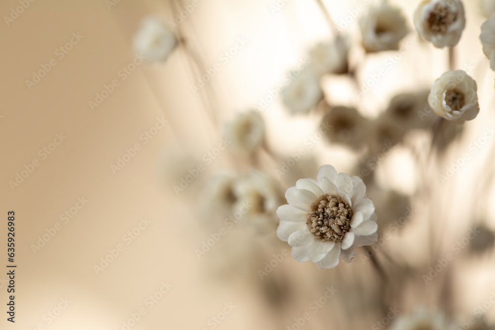 Dry flowers on beige background Dry flowers on beige background