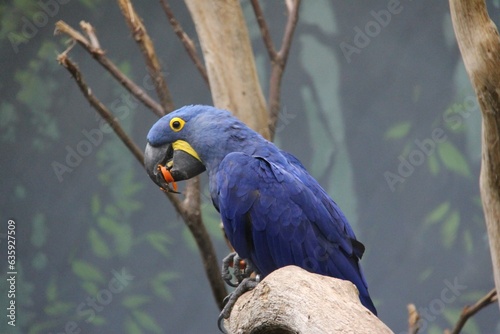 hyacinth macaw (Anodorhynchus hyacinthinus), or hyacinthine macaw photo