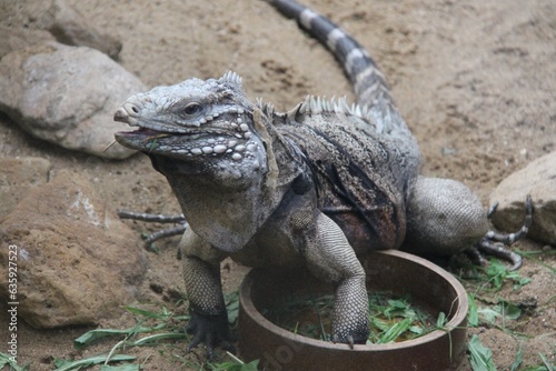 The Iguanidae in the zoo