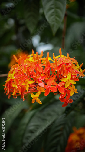 orange flowers in the garden