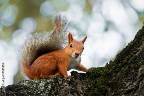 Red Squirrel climbing up in a tree... © alexbush