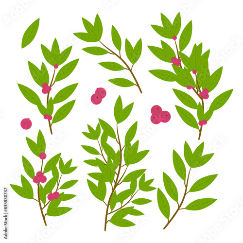 Camu-camu. A set of branches of a plant with berries, leaves. Vector.