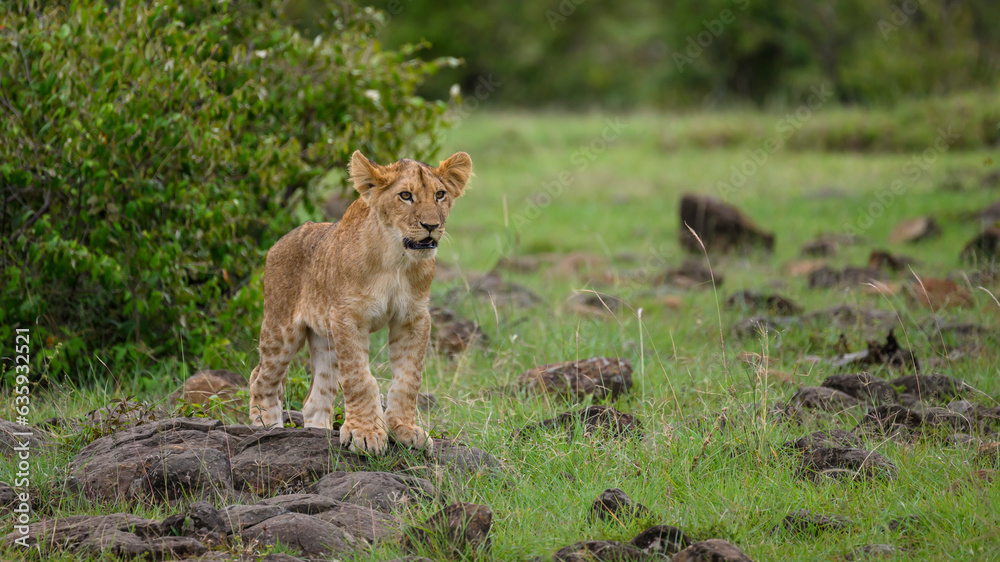 African Lion (Panthera Leo), Mara North, Maasai Mara, Kenya, East Africa, Africa African Lion (Panthera Leo), Mara North, Maasai Mara, Kenya, East Africa, Africa