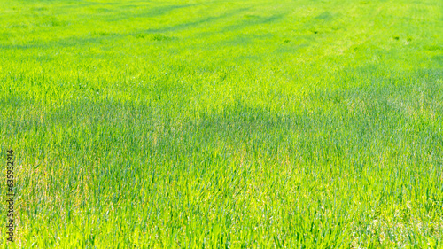 Fototapeta Naklejka Na Ścianę i Meble -  Paisaje de una pradera con hierba verde en primavera