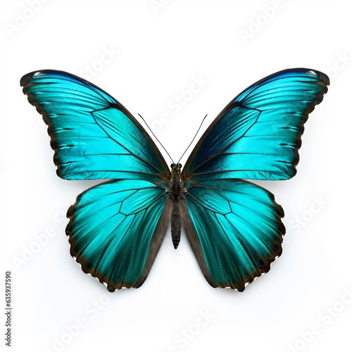 Turquoise butterfly, isolated on white background © Jasper W